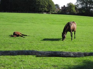 CABALLOS EN INGLATERRA