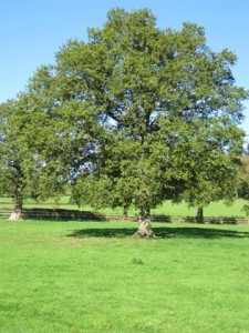 EL PAISAJE DE INGLATERRA